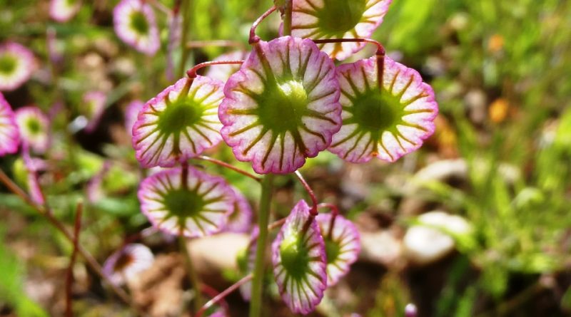 Thysanocarpus radians