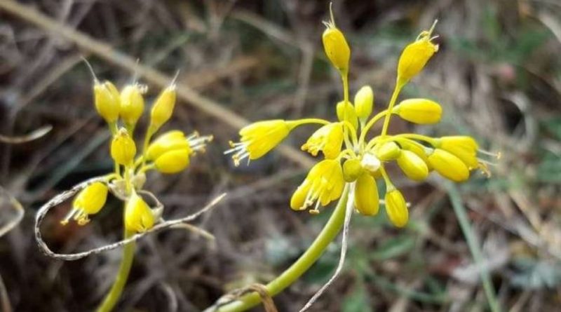 Allium nebrodense