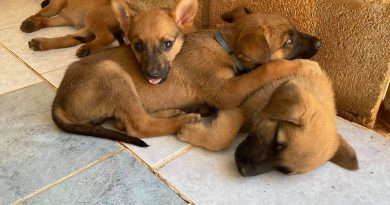 Puppies … puppies everywhere! Puppies … puppies everywhere!