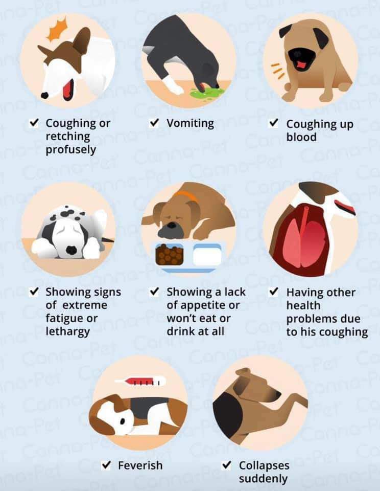 Things to know about Kennel cough... APROP