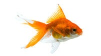 goldfish