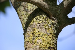 Papiermaulbeerbaum-Rinde