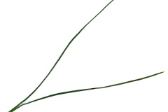 Schirmkiefer-Nadelpaar