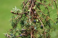 Gemeiner-Wacholder-Beeren