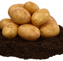Potatis
