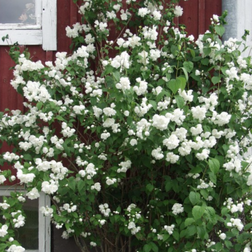 philadelphus waterton