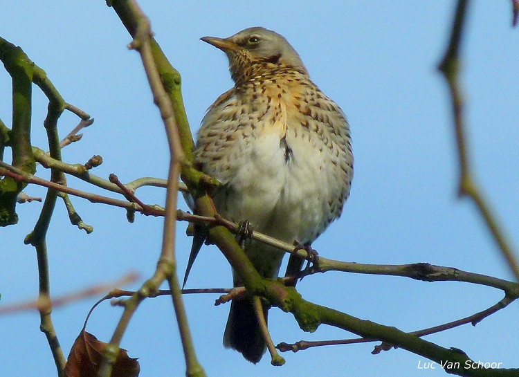 kramsvogel - foto Luc Van Schoor