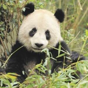 Bambus er hofretten hos pandaerne i Zoo 