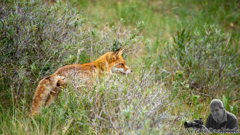 Amsterdamse Waterleidingduinen