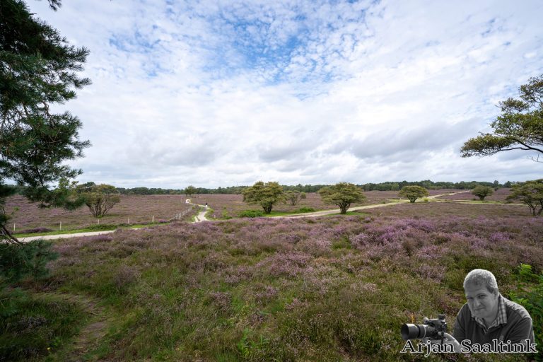 Zuiderheide Laren