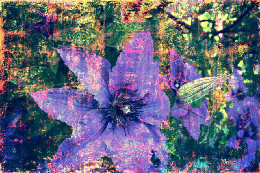 Clematis 2017