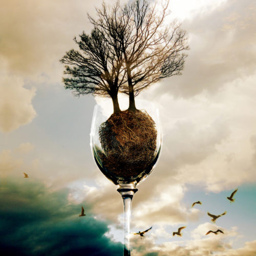 glass of trees 2016 photo composing with couds and birds