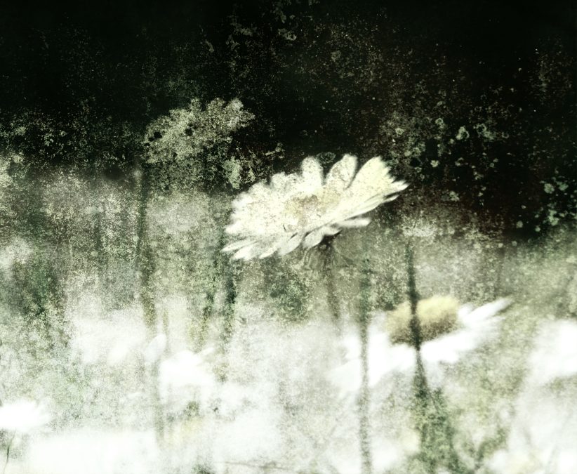 Daisy Love 2009