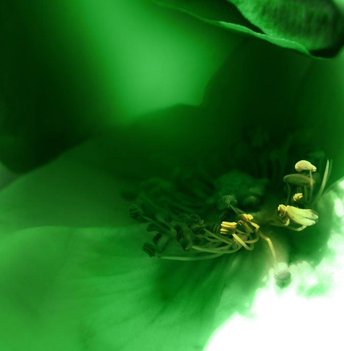 Green 2013