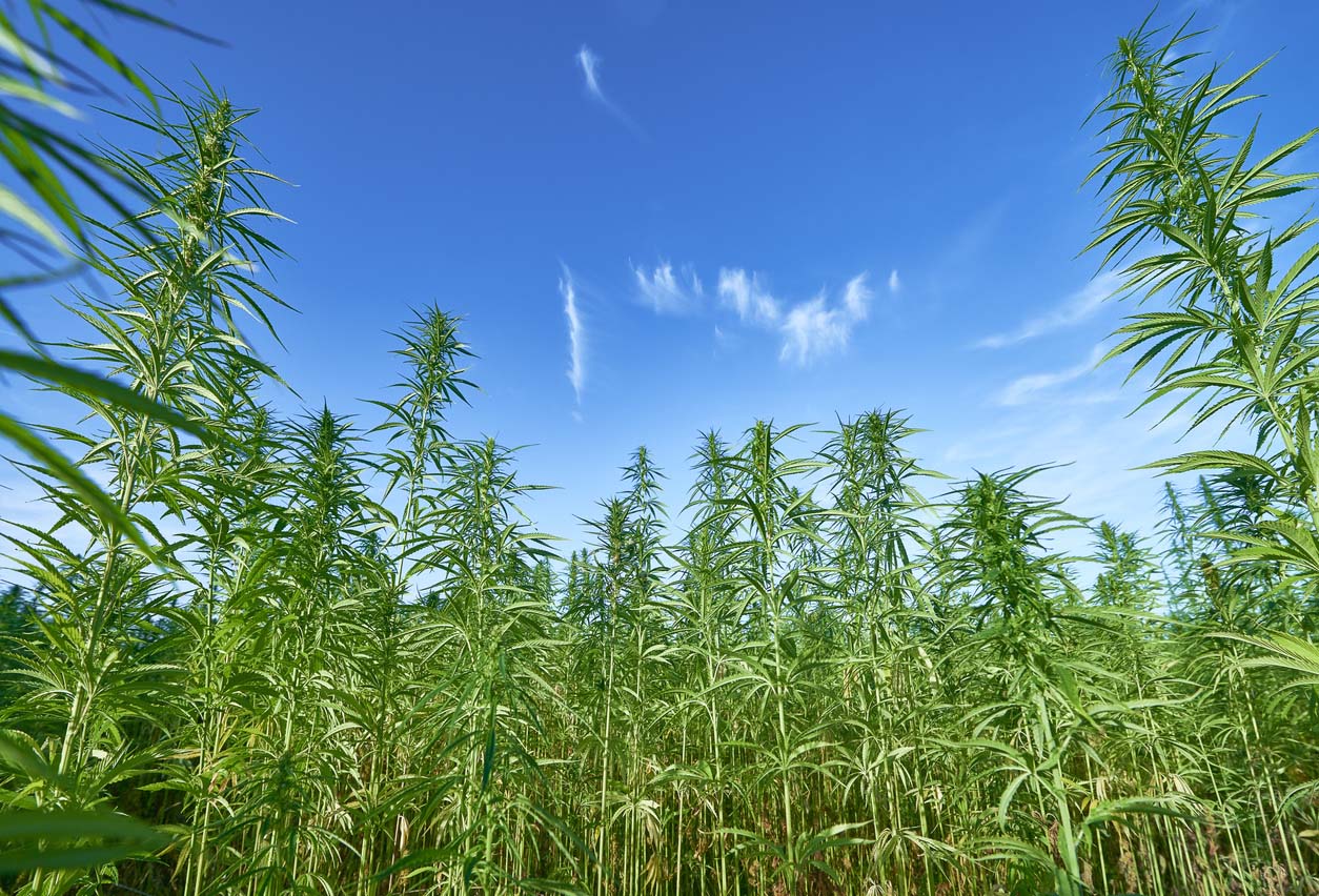 Industrial Hemp Cultivation: From Retting to Processing