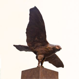 Buizerd