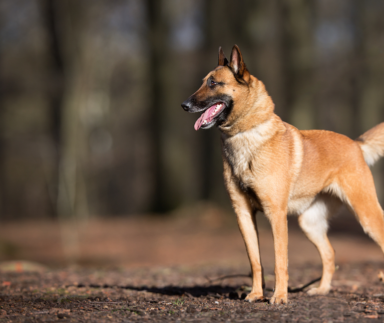 hond2-cropped