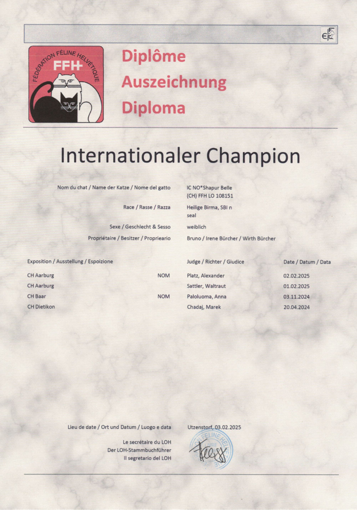 Belle Internationaler Champion HP Heilige Birma