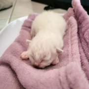Kitten 3b 5 Tage Heilige Birma