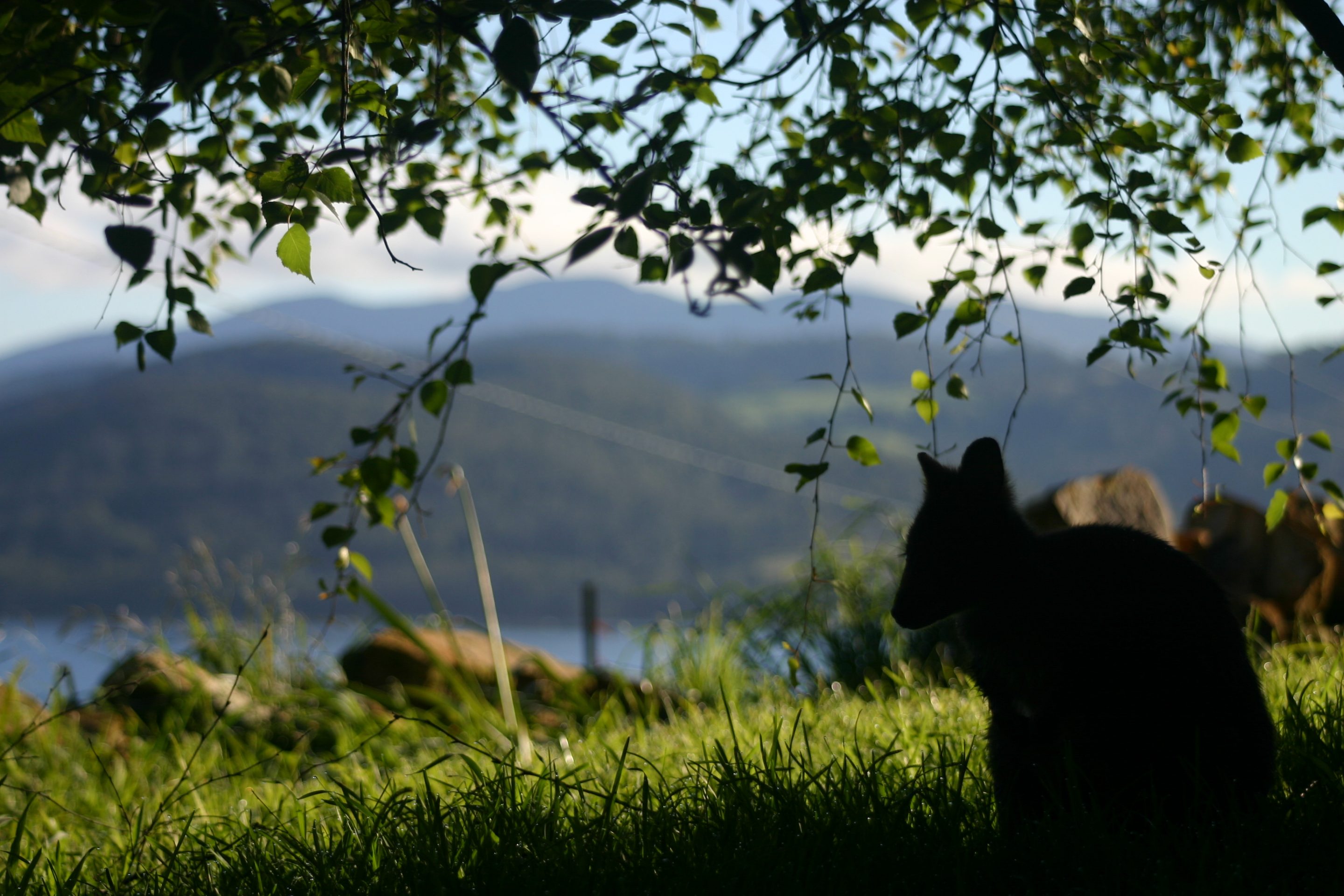 Pademelon