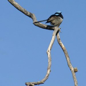 Fairy wren