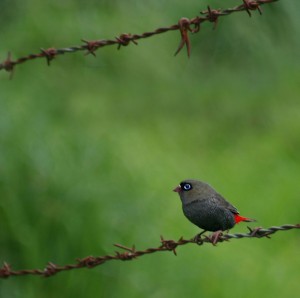 Firetail