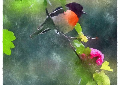 Flower robin