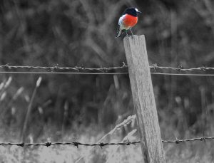 Red robin on fence