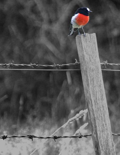 Red robin on fence