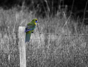 Rosella on fence