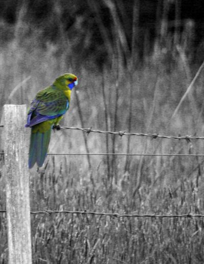 Rosella on fence