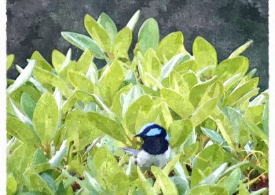 Wren in rhodo