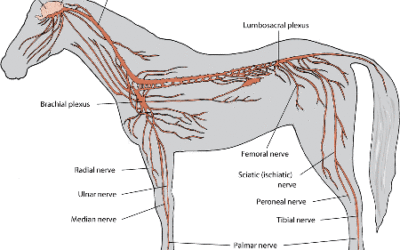 Fysiologi og anatomi hest