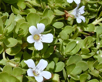 Brahmi