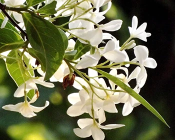 Holarrhena antidysenterica