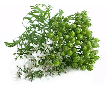 Dhanyaka