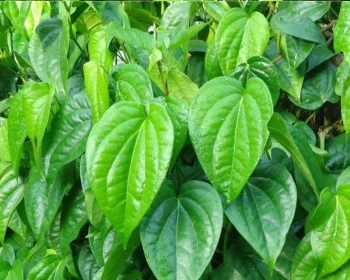 Nagavalli