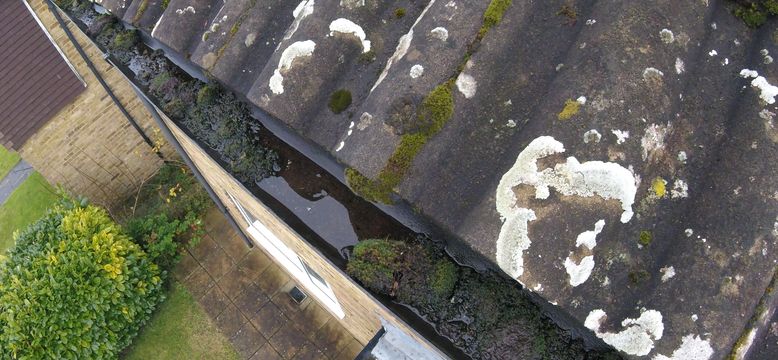moss-lurking-in-the -gutter