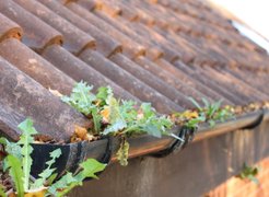 plants-growing-blocking-gutters-image