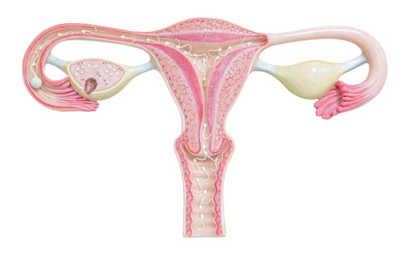 Livmoder (uterus) med æggeledere og æggestokke 