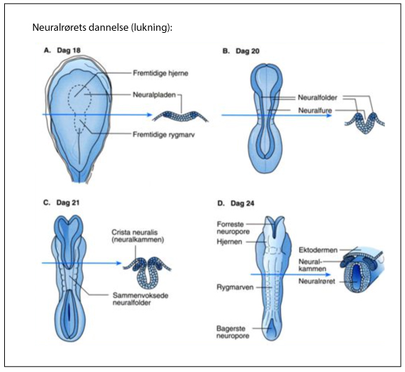 tegning hvor man kan følge dannelsen af neuralrøret - lukningen af det