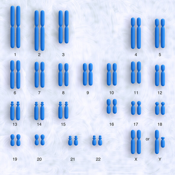 Kromosomer, læs her om dem og om Y kromosom og X kromosom ⇒