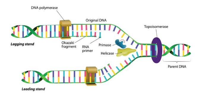 DNA - dannelse af ny dna (replikation)