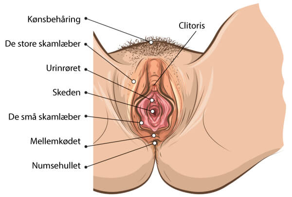 Tegning af de kvindelige kønsorganer set nedefra; clitoris, kønslæberne, skeden 