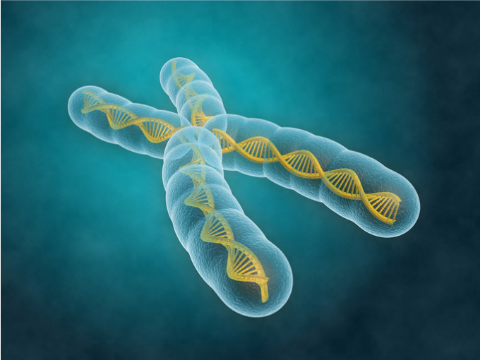 Kromosom fra menneske med synlig DNA streng