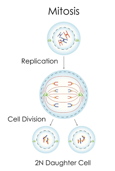 Den almindelige celledeling, Mitosis