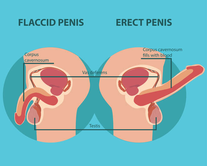Penis og to testikler i pungen → Læs om de mandlige kønsorganer.