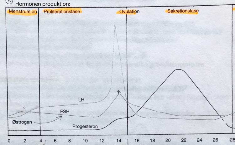 hormonerne i den kvindelige cyklus