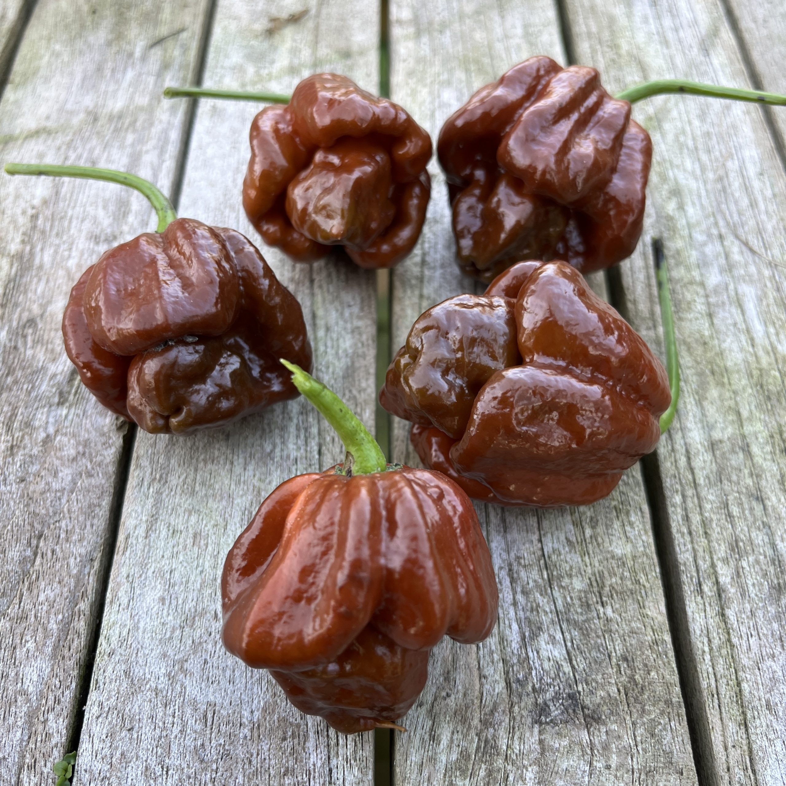Moruga Riba Judy's Brown Moruga - Badskin's Garden