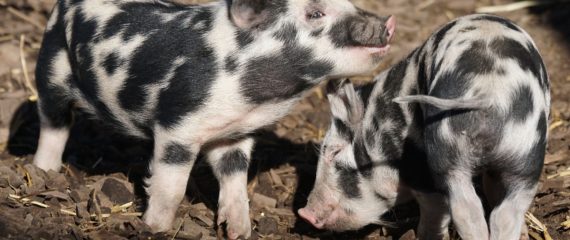 Munca in Danemarca, la o ferma